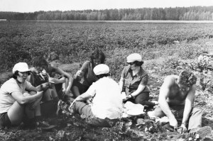 уборка  урожая Октябрь 1975 г